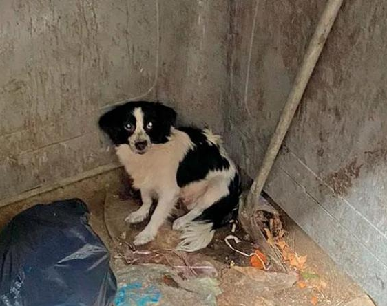 Se cansó de su perro y lo tiró a un contenedor de basura