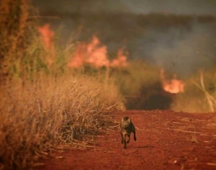 Rescatan a animales autóctonos de Corrientes para llevarlos a otras zonas 