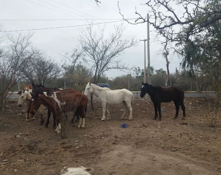 Enseñaba a cabalgar, violaba y embarazaba: Agarró a dos hermanas