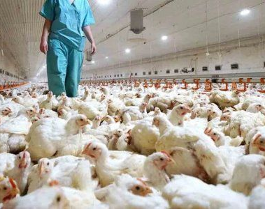 Gripe aviar: miles de muertes de aves cerca de Mar del Plata