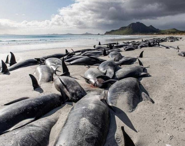 Murieron 250 ballenas piloto que quedaron varadas en Nueva Zelanda