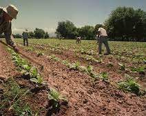 Dispusieron que los trabajadores rurales temporales mantendrán la Tarjeta Alimentar.