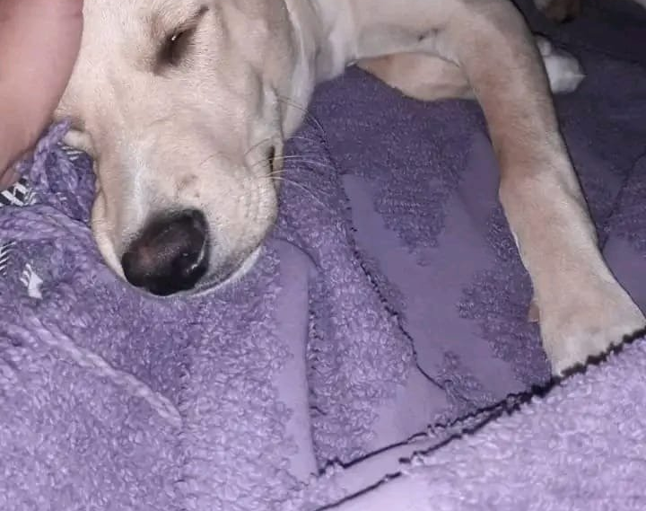 Buscan desesperadamente al perrito de compañía de su hija 