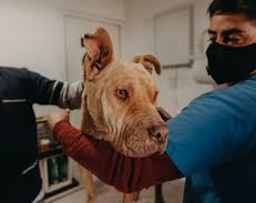 Rivadavia se puso las pilas y esterilizó a más de mil mascotas