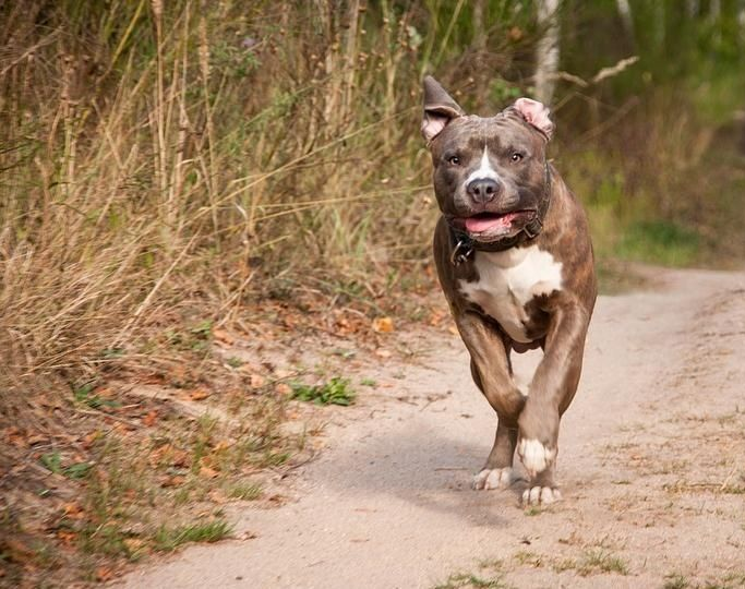 Un perro de pelea atacó a un niño y lo dejó internado en grave estado