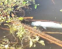 Hallaron cientos de peces muertos en Valle Fértil