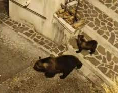 Ejecutaron a una osa parda en peligro de extinción delante de sus dos crías