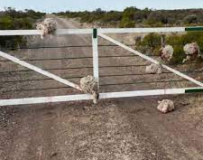 Roban ovejas, les cortan la cabeza y las dejan colgadas en la tranquera del campo