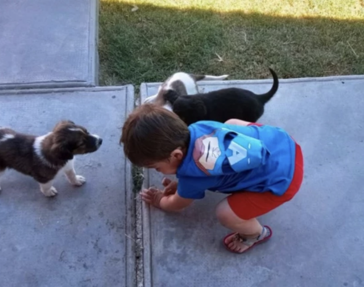 Vecinos denuncian que envenenan los perros para robarles