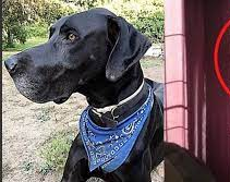 Duda científica: ¿Las mascotas tienen alma y sus espíritus aparecen?