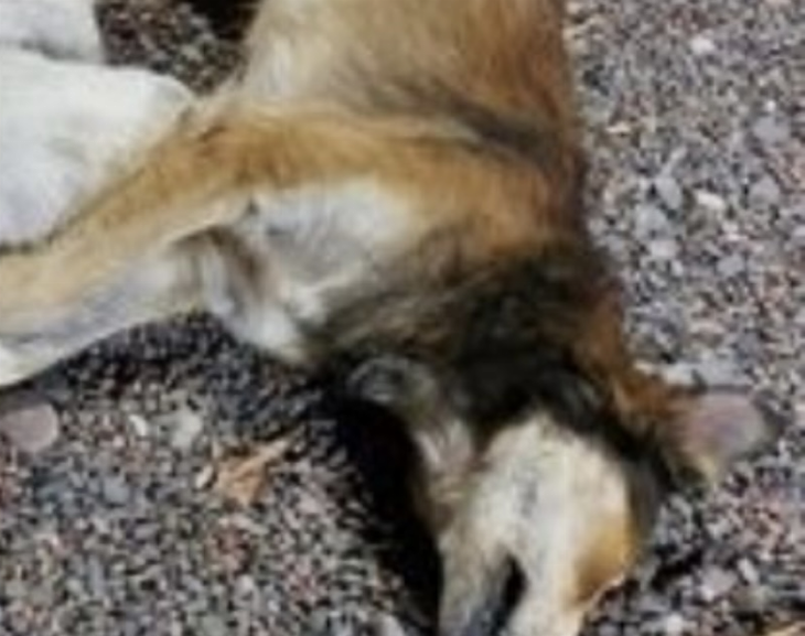 Tristeza y acusación: tres perros callejeros se electrocutaron y culpan a Energía San Juan