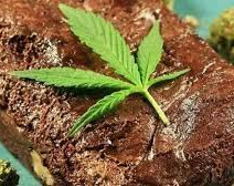 Una docente llevó "brownies locos" a la escuela y su colega terminó intoxicada 