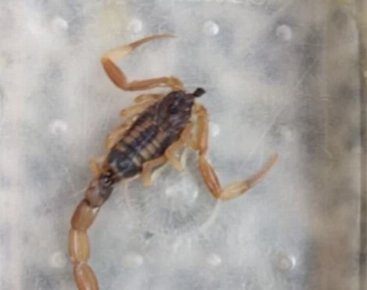 Aparecieron alacranes en Albardón y los vecinos temen por su salud