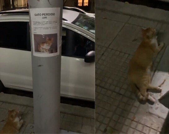 Furor en Twitter por el gato que apareció debajo de su propio cartel de buscado