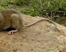 Bariloche: murió una docente por hantavirus e investigan donde se contagió