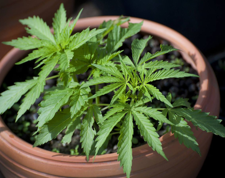 Denunció a su hermano por tener plantas de marihuana