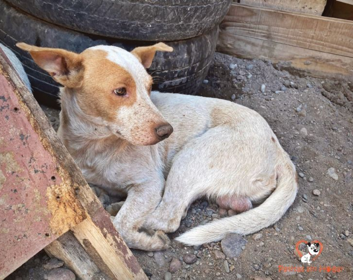 Convocan a adoptar responsablemente a las mascotas halladas en Santa Lucía