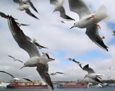 Loca teoría: creen que las gaviotas pueden ser extraterrestres que vigilan a los humanos