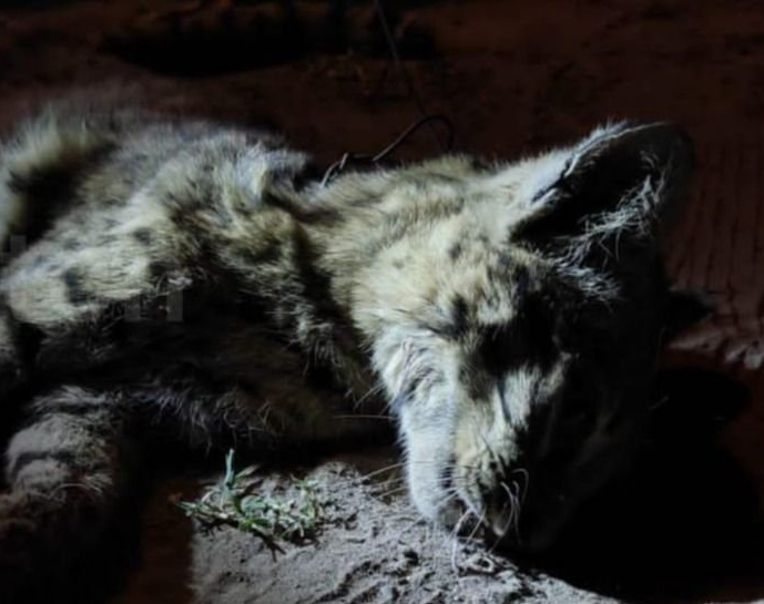 Sintió ruidos en el fondo de su casa y descubrió que se trataba de un gato montés 