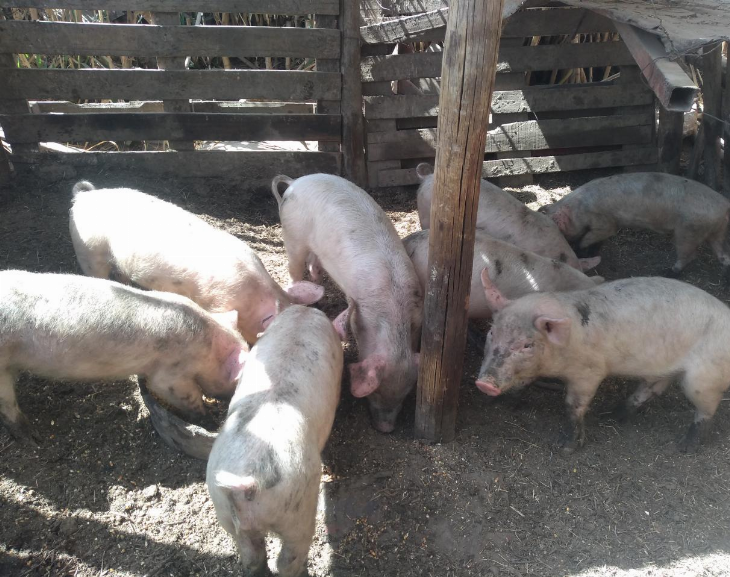 Intentó comprar un lechón con dólares falsos y fue detenida