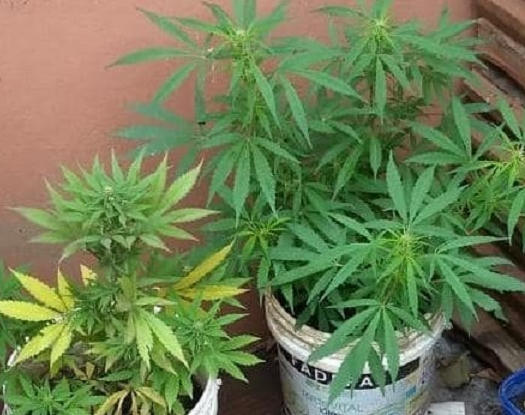 Mientras apagaban un incendio, encontraron plantas de marihuana