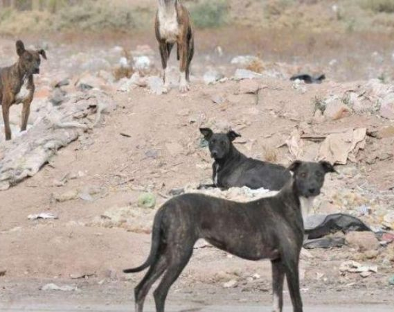 Otra vez los perros cimarrones: Mataron a un hombre en una escombrera