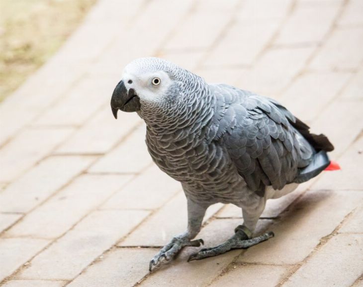 Sabía su nombre y lo gritó: así fue recuperado un loro gris robado hace 3 años