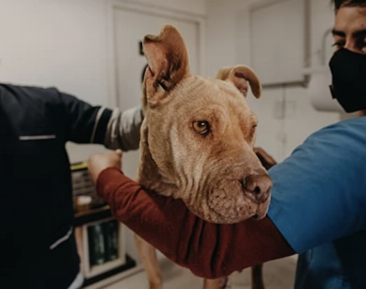 Ambiente llega con su quirófano de esterilización de mascotas a Pocito y Chimbas