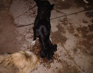 Proteccionistas rescataron perros encerrados en un galpón