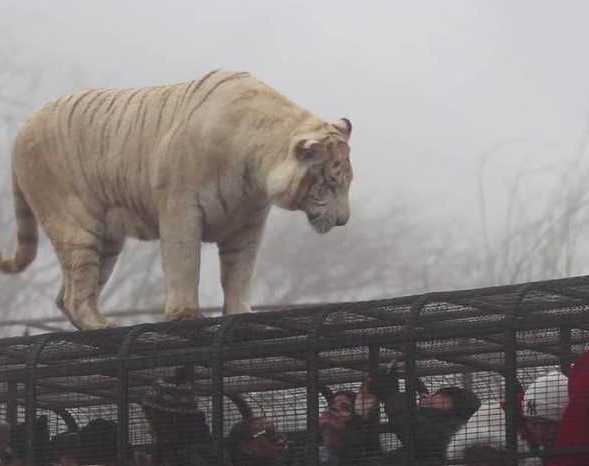 Un tigre mató a una joven de 21 años en un parque safari de Chile