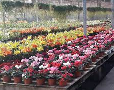 ¿Querés recibir la primavera embelleciendo tu jardín? Un municipio regala plantines 