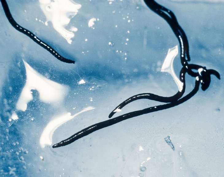 La NASA intenta develar el misterio de los gusanos de glaciares