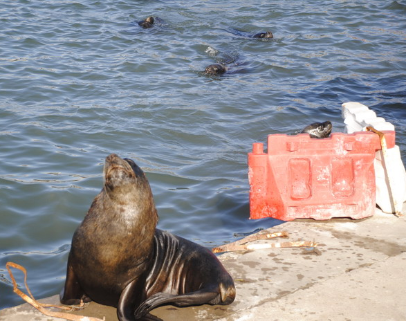 Senasa confirmó nuevos brotes de gripe aviar en lobos marinos en Buenos Aires y Río Negro