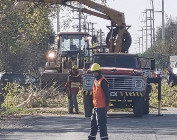 Avanaza el ensanche de la calle 5 y ya tuvieron que sacar 200 árboles