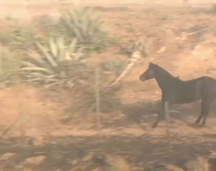 Fueron a socorrerlo tras una pateadura de caballo y le encontraron droga