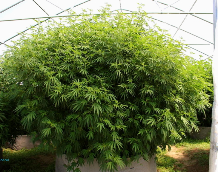 Tras una denuncia por violencia de género, la policía encontró plantas de marihuana
