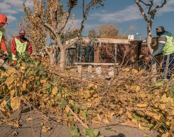 Comenzaron los trabajos de poda en Rivadavia 