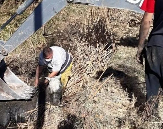 Un caballo cayó a un canal en Pocito, se hundió en el barro y usaron una excavadora para sacarlo
