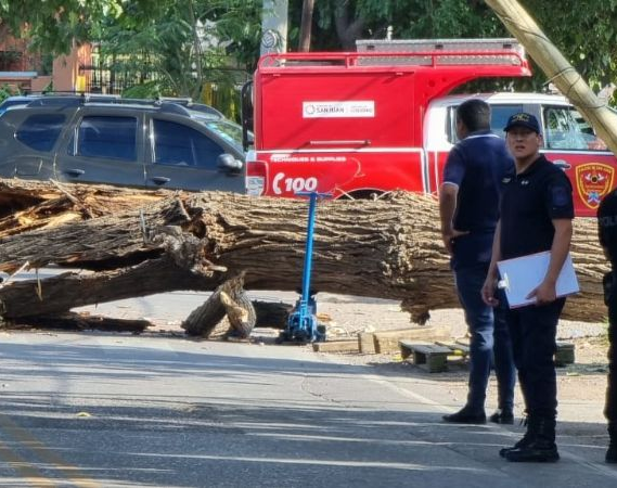 Tragedia en Capital: el Intendente Baistrocchi habló sobre los árboles secos