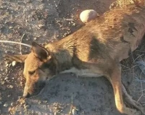 Vecinos denunciaron que una mujer acuchilló a una perra de la cuadra 