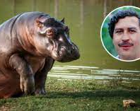 Matarán y esterilizarán a varios de los hipopótamos de Pablo Escobar, convertidos en plaga en Colombia