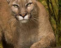 Investigan si un puma salvaje atacó a un hombre hasta causarle la muerte