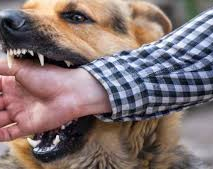 Un niño gravemente herido luego de la mordedura de un perro