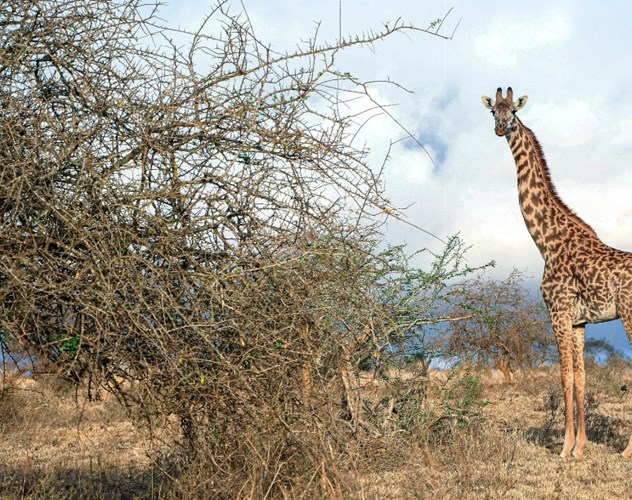 En un confuso episodio, una jirafa mató a una nena de 1 año en una reserva