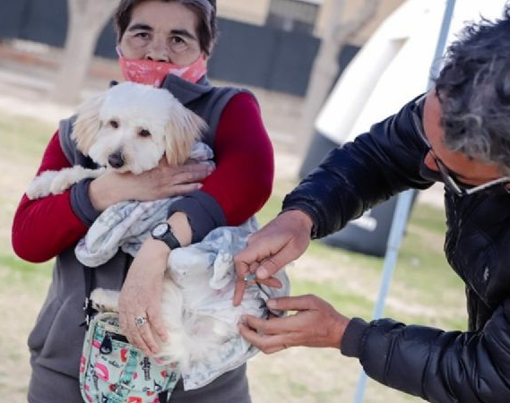 Un caballo, una maniobra y casi una tragedia en Sarmiento