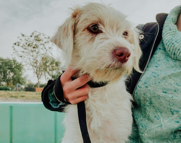 Ambiente hará un operativo intensivo de chipeo y esterilización en Sarmiento