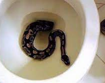 Le apareció una serpiente por el inodoro y casi pierde el miembro