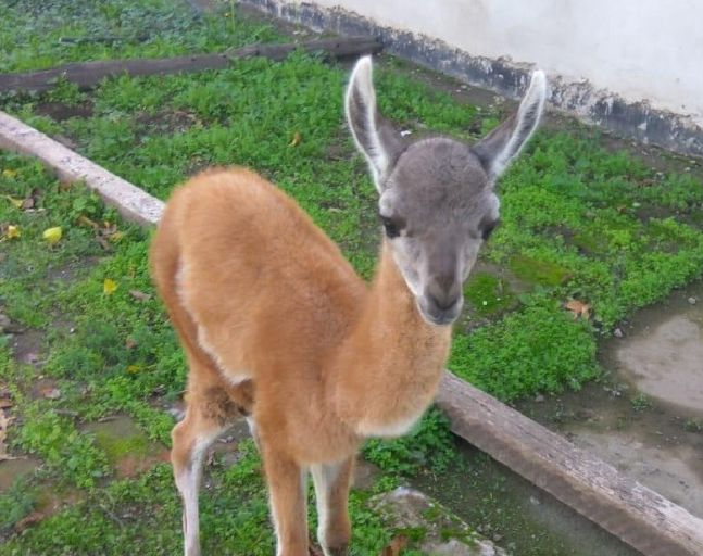 Rescataron a un guanaco y lo llevaron a su casa para que se recupere 