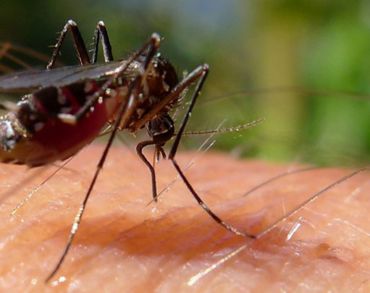 Confirmaron dos muertes por dengue y suman 35 las víctimas fatales en Argentina