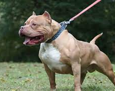 Un perro mordió a un niño en el rostro y le dejó heridas de gravedad 